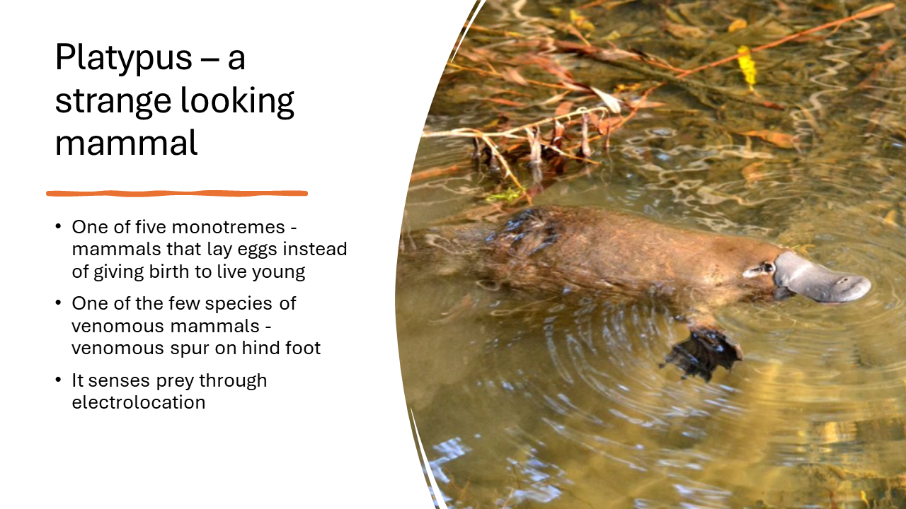 Platypus - a strange looking mammal